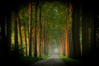 Avenue of Trees im Morgenlicht