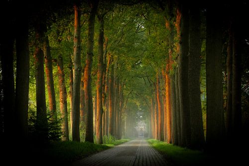 Bomenlaan in het ochtendlicht van Marc Houter