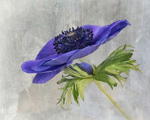 Anemone mit Hintergrund