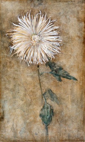 Chrysanthemum, Piet Mondriaan