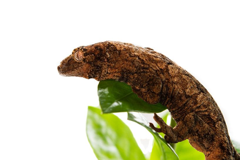 Luipaard gekko  van Tessa Louwerens