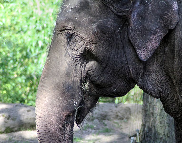 olifant hoofd par michael meijer