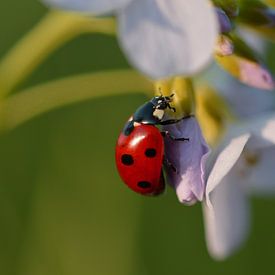 Lieveheersbeestje in rust von Anne Jacobs