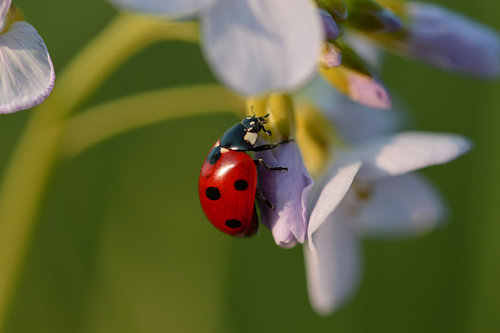 Lieveheersbeestje in rust