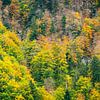 Herfst in Zwitserland van KC Photography
