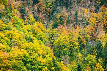 Herbst in der Schweiz von KC Photography