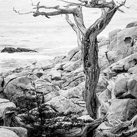 Eenzame boom aan de kust van Californië van Chantal Kielman