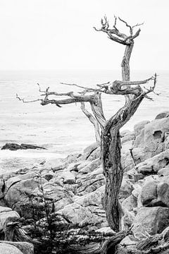Eenzame boom aan de kust van Californië van Chantal Kielman