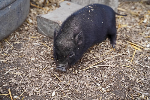 Mini biggetje bij zijn eerste uittocht op de boerderij.