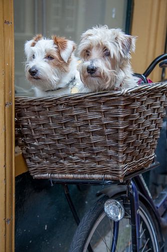 Two dogs in a bicycle basket