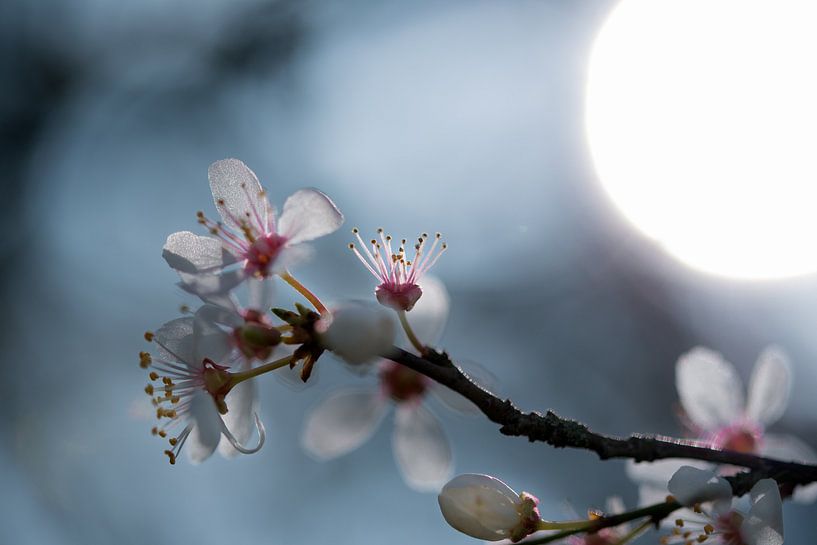 Kersenbloesem van Kurt Krause