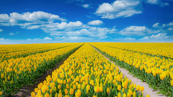 Thinking of Holland