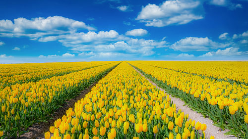 Thinking of Holland