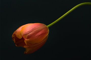 Red bowed down tulip in soft light from above