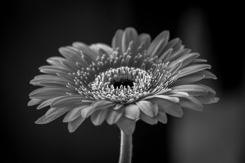 Gerbera par Kees Korbee