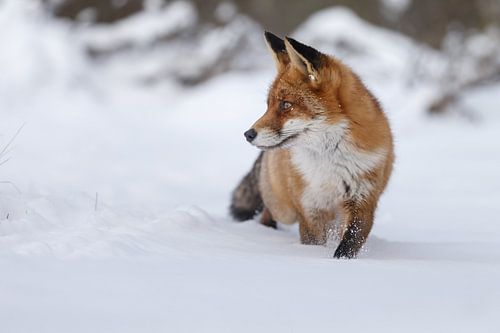 Red fox in the snow