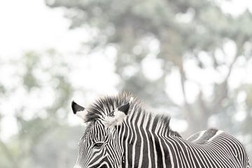 Zebra Contrast - Natuurlijke Patronen - pastel van Femke Ketelaar