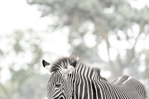 Zebra Contrast - Natural Patterns - pastel