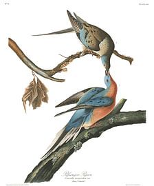 Passenger Pigeon