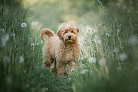 Wackelndes Hündchen zwischen den Pusteblumen im Gras