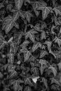 Ivy in zwart-wit van Leo Schindzielorz