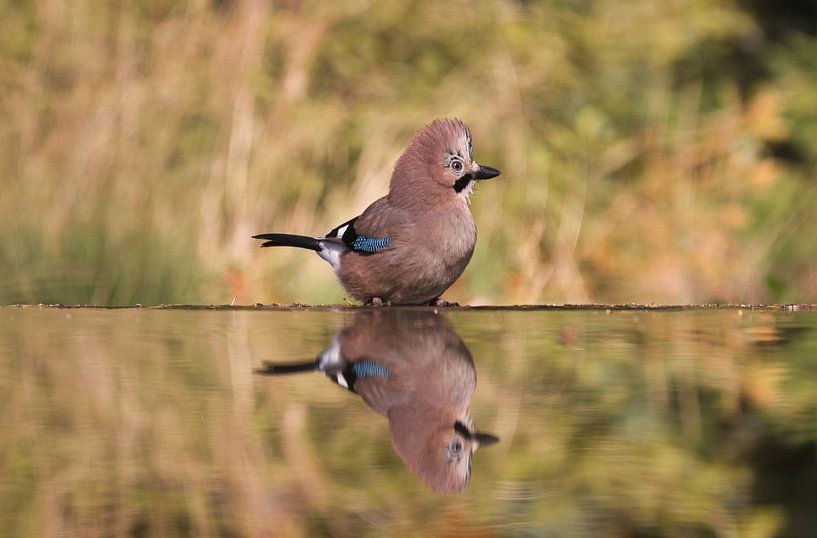 Jay devant le miroir par Natuurpracht   Kees Doornenbal