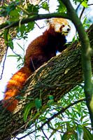 red panda