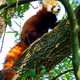 panda rouge sur Daphne Brouwer