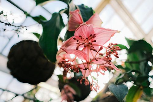 Pink flower hanging in the botanical greenhouse