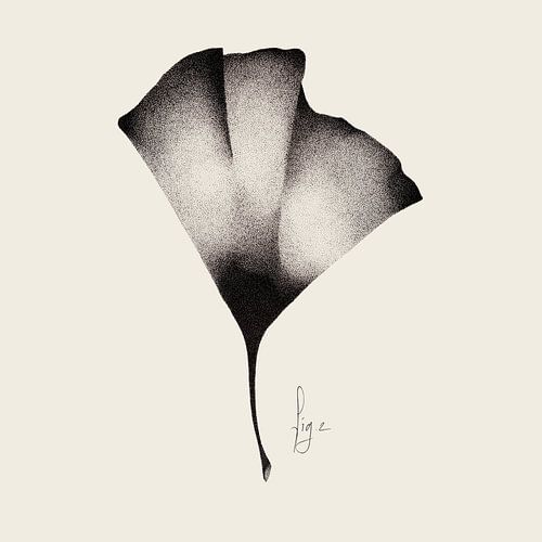 Étude sur le ginkgo II