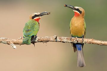 Two white-haired bee-eaters on a branch with insects in their beaks