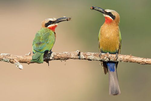 Twee Witkapbijeneters op een tak met insecten in hun snavel