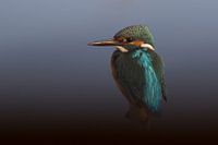 IJsvogel op een stronk