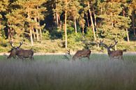 Rotwild auf der Hoge Veluwe von Evert Jan Kip Miniaturansicht