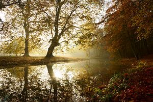 Mistige ochtend in de herfst van Michel van Kooten