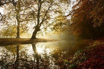 Mistige ochtend in de herfst by Michel van Kooten