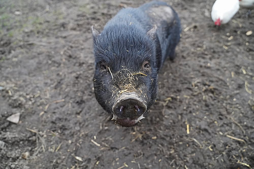 1 jaar oude minivarkens in de tuin