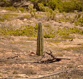 Cactus at Playa Kanoa by Karel Frielink