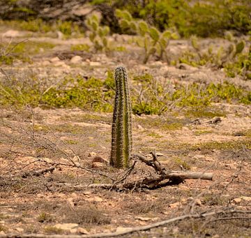 Cactus te Playa Kanoa van Karel Frielink