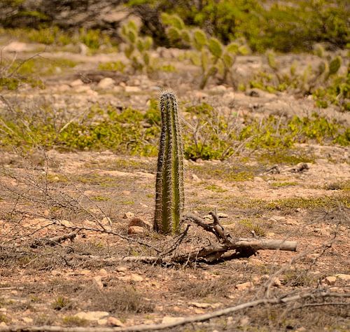 Cactus te Playa Kanoa