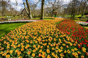 Bild von blühenden Tulpen im Frühling