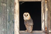 Kerkuil in het raamkozijn van een oude boerderij