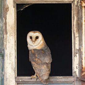 Barn owl in the window frame of an old farmhouse by Hillebrand Breuker