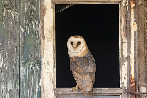 Kerkuil in het raamkozijn van een oude boerderij