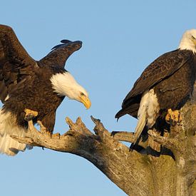 Two Perched Bald Eagles II by Harry Eggens