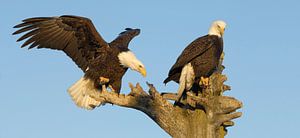 Zwei Weißkopfseeadler II