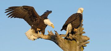 Deux Pygargues à tête blanche II sur Harry Eggens