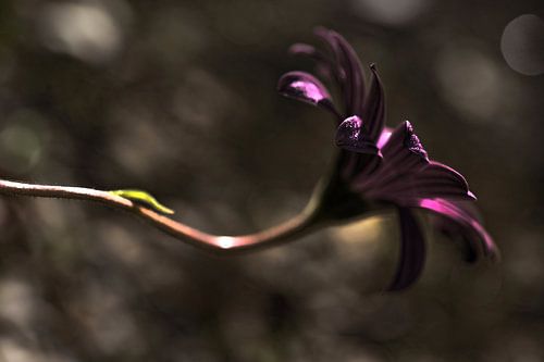 Nocturne
