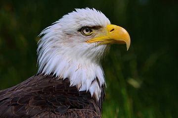American Bald Eagle sur Leo Huijzer