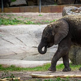 The eating baby elephant by Denise Vlieland